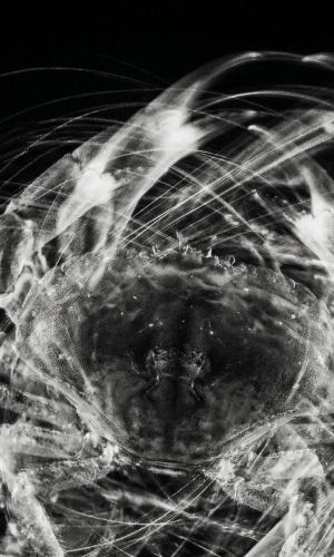 Frame 10