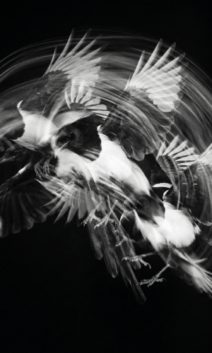 Frame 15